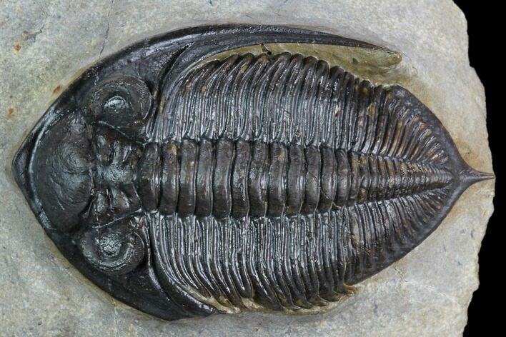 Zlichovaspis Trilobite With Healed Injury #125272